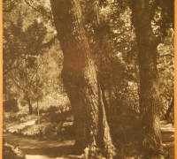 Título: “Paisaje”